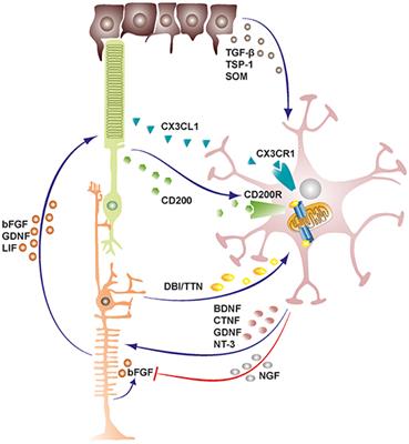 Microglia in Retinal Degeneration